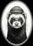 Ferret